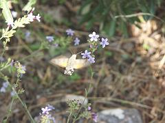 20080923_025