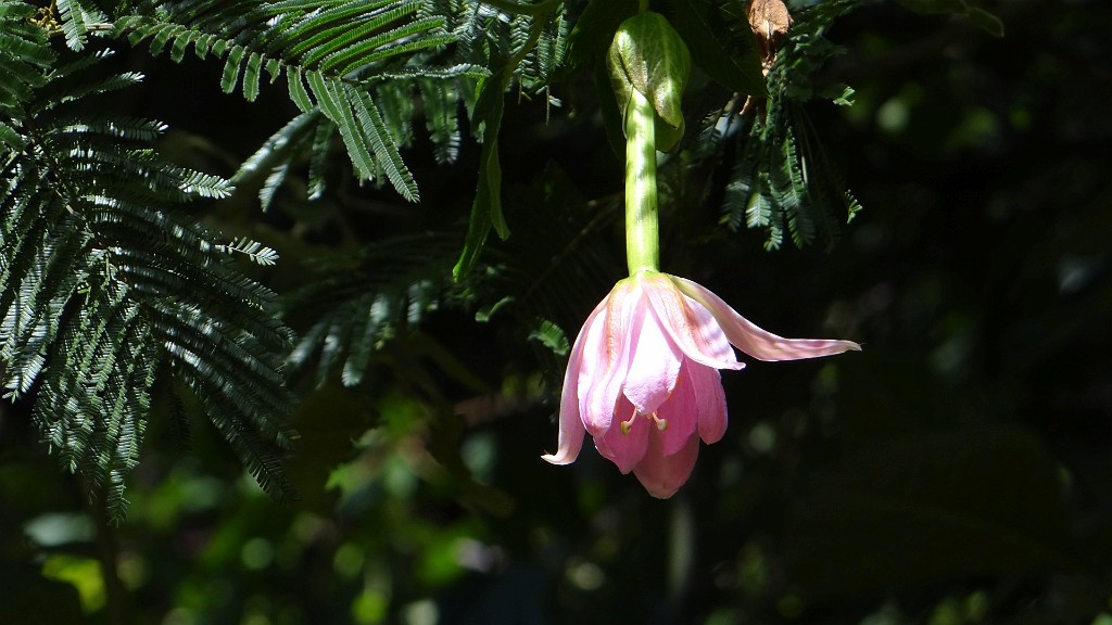 20190224_113554.JPG - Levada do Rei