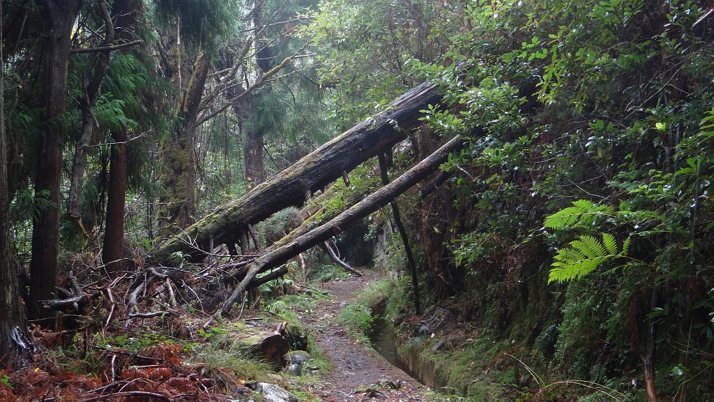 20191208_133044.JPG - Miradouro da Portela-levada da Portela-levada da Serra do Faial-Miradouro da Portela