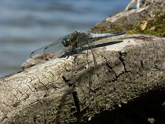 20050709_034
