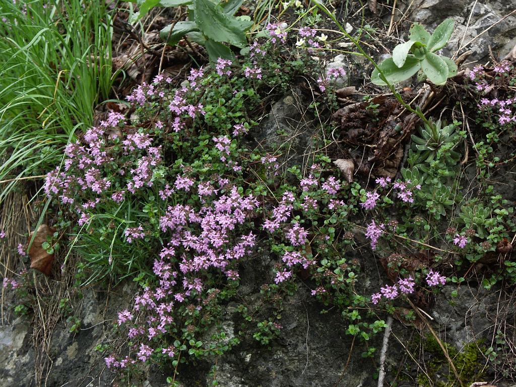 20100531_003.JPG - Pieniny