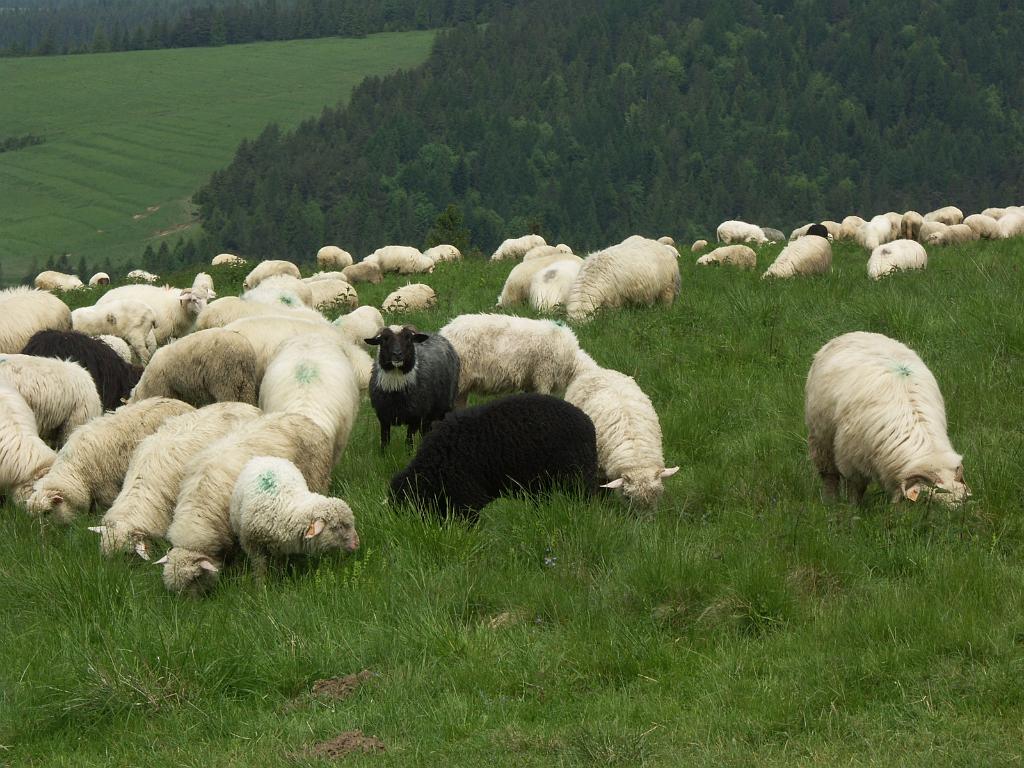 20100603_015.JPG - Pieniny