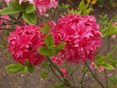 20050604_005